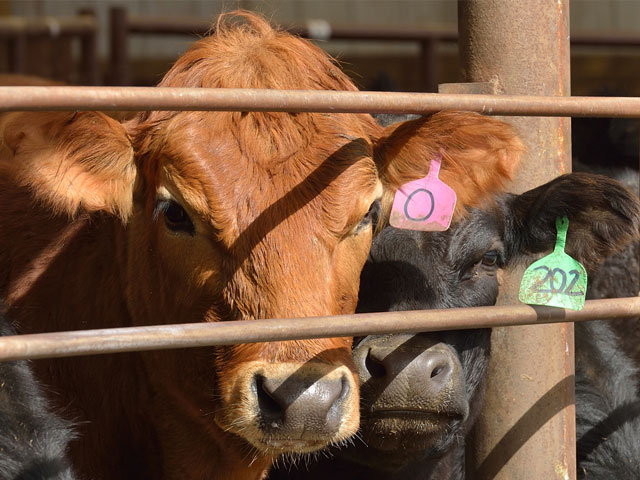 Low protein levels in the blood can lead to a condition known as "bottle jaw" or "brisket edema." (DTN/Progressive Farmer image by Jim Patrico)
